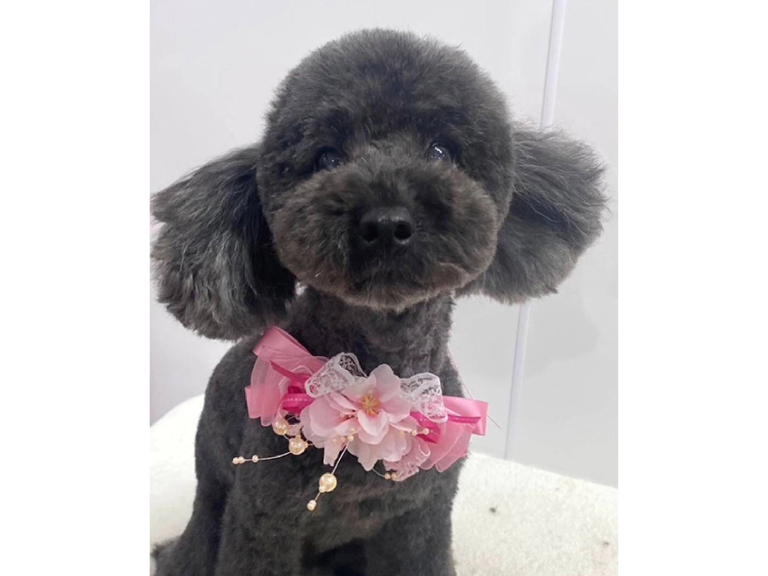看板犬タブローメッセージ
